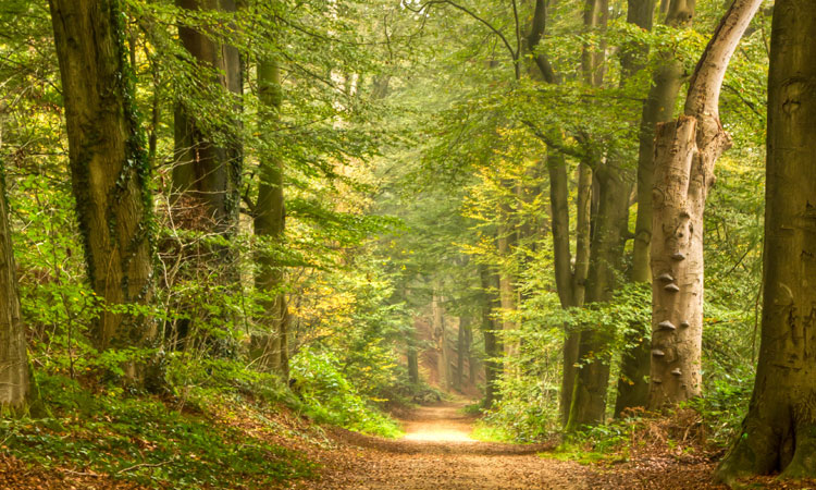 wald